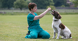 Veterinary Nurse rewarding dog during training